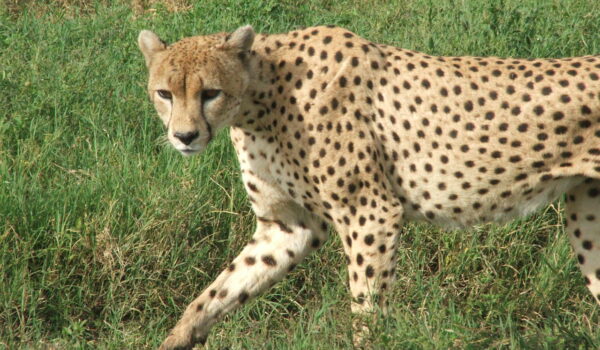 Tarangire 2007