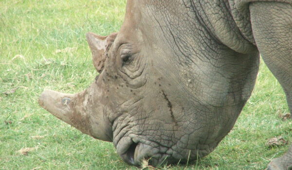 Lago Nakuru 2007