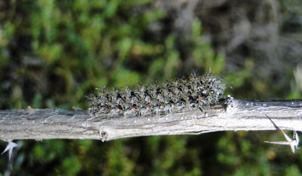 Patagonia 2012