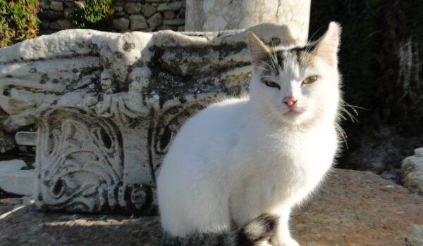 ÉFESO (Turquía) 2013