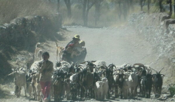 CACHI y Valles 2013
