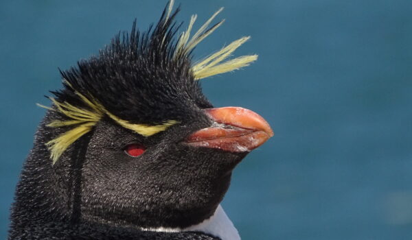 Isla Pingüino 2017