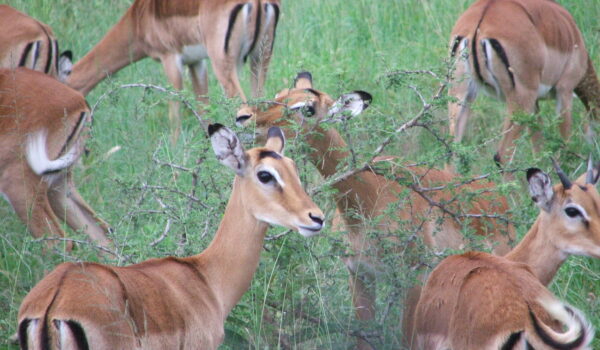Serengueti 2007