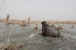 Irak Rumbo al Golfo Pérsico: Marismas, Al-Qurna y BASORA 2026